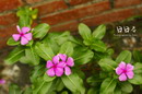 Vinca Rosea